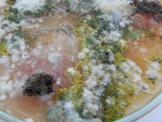 Types of Mold Commonly Found Homes and How to Prevent It