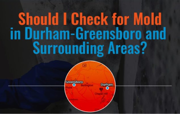 Should You Check For Mold [Infographic]