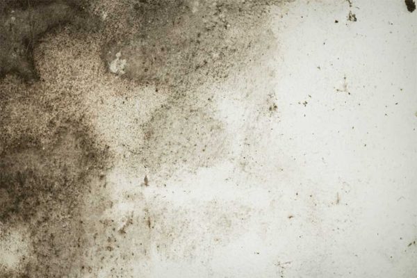The Importance of a Mold Inspection After Hurricane Florence