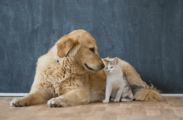 Keeping Pets Safe From Fire